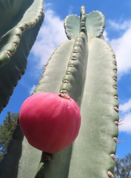 Mandacaru cactus flower on blue sky background, closeup