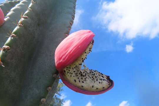 Mandacaru cactus flower on blue sky background, closeup