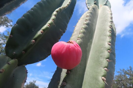 Mandacaru cactus flower on blue sky background, closeup