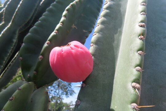 Mandacaru cactus flower on blue sky background, closeup