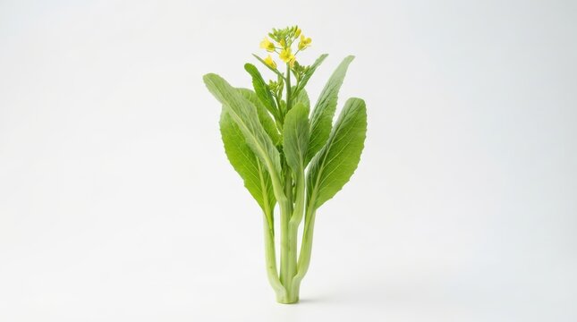 Fresh green choy sum vegetable with yellow flowers isolated on white background