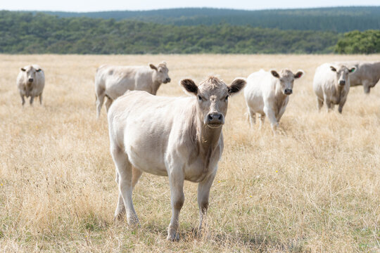 white cattle on sunbleached grasses