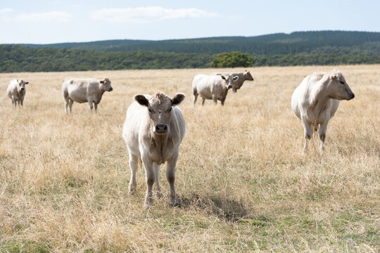 White cows on a sun bleached paddock in summer