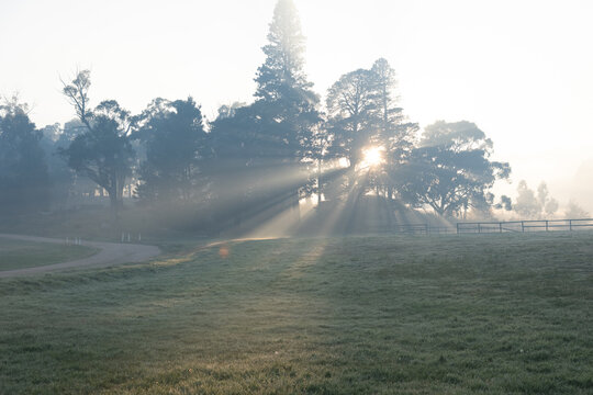 stunning morning light filtering through the trees
