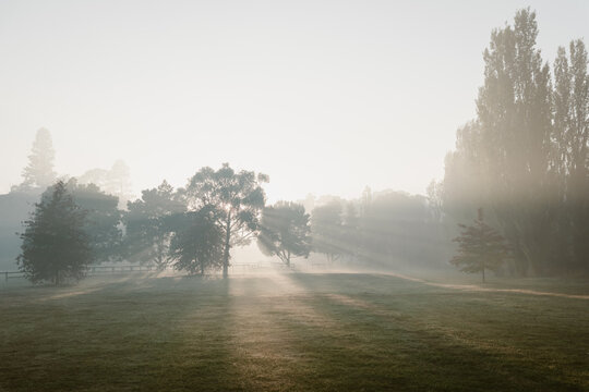 misty morning light filters through the trees near the Loddon river