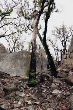 scorched trees on Mt Alexander among bushland rocks