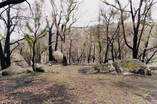 landscape showing regeneration of nature after a fire