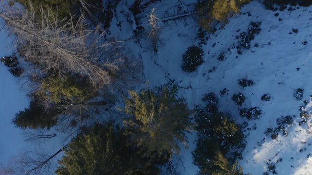 Aerial drone footage flying over a snow-covered forest, capturing a top-down view of pine trees and bare branches in winter.