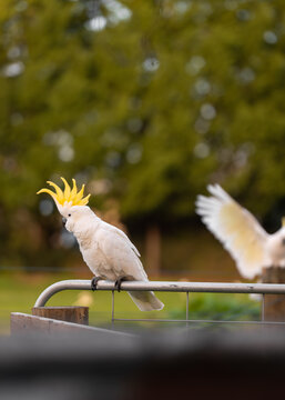 Sulphur crested cockatoo displaying yellow crest on Australian farm gate