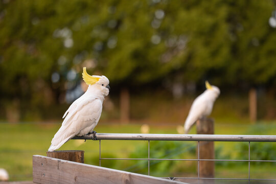 Two sulphur crested cockatoo perched on farm gate in Australian countryside