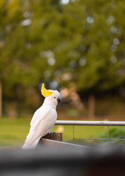 White cockatoo with yellow crest, perched on fence in an open field with trees nearby