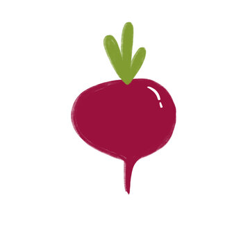 beet vegetable illustration