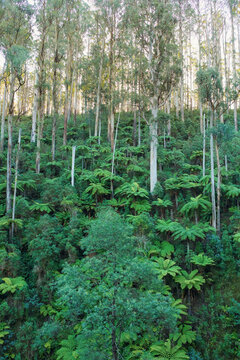 A forested hillside covered in lush tree ferns and tall gum trees