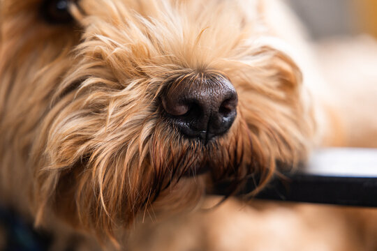 close up of the nose of a fluffy light brown dog