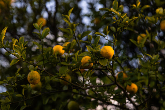 lemons growing in a suburban Brisbane lemon tree