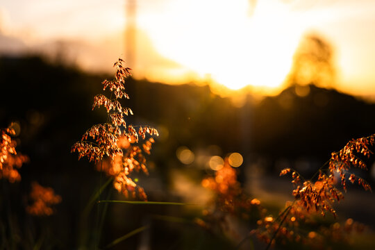 Warm sunset glow casting over ornamental grasses