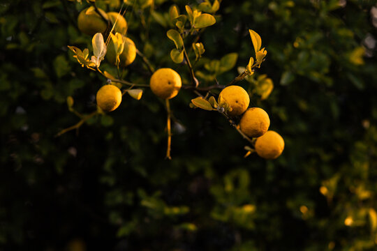 lemons growing in a lemon tree in golden sunset light