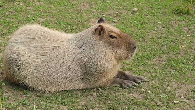 A capybara rests on grassy ground.