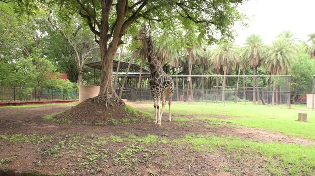 Single Giraffe Standing Beneath Large Tree in Zoo Wildlife Habitat