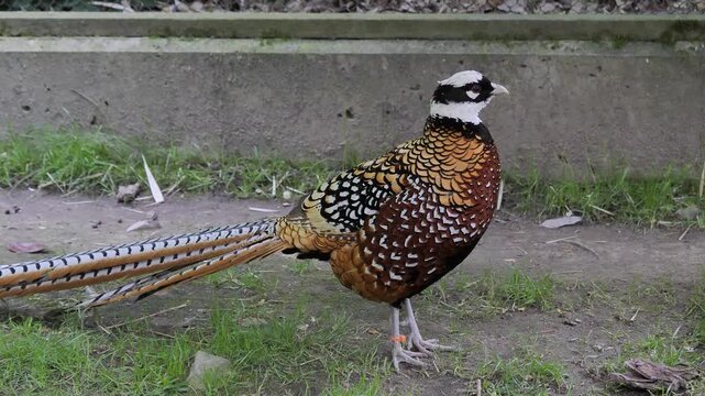 Pheasant - Reeves pheasant