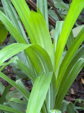  Fresh vibrant green pandan leaves growing naturally in an organic herbal garden.