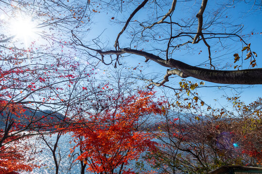 Mount Fuji, the iconic symbol of Japan, during the season of autumn foliage, a period of exceptional beauty.kawaguchiko,japan.