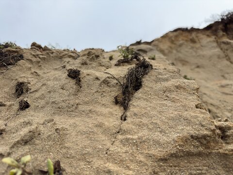 Low angle landscape view of dried plant roots clinging to a steep eroding sandstone cliff face in Carlsbad, California.
