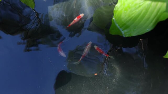 Garden pond scene with koi fish, large hosta leaves, clear water reflections and soft natural light. Calm background for nature and relaxation concepts. Carps swimming under broad green leaves.