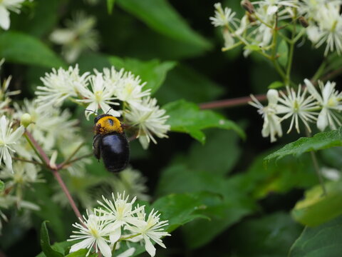 花の蜜を吸いに来たクマバチ
