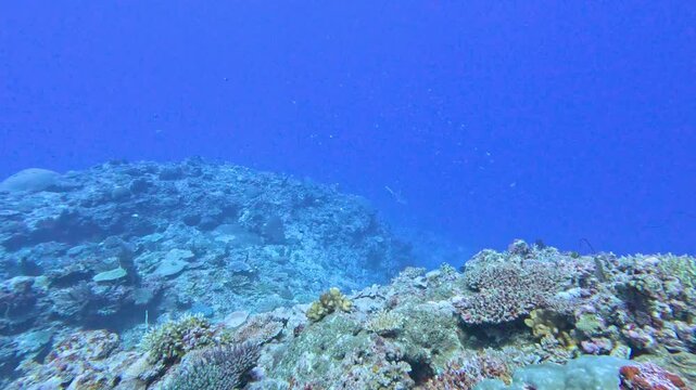 Scuba diving with grey reef shark Carcharhinus amblyrhynchos swimming over coral reef environment in Yasawa Islands, Fiji, South Pacific