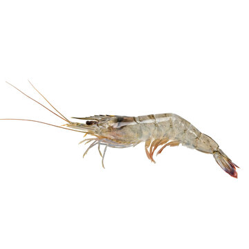 A single raw fresh prawn with long antennae and translucent shell body isolated on a transparent background