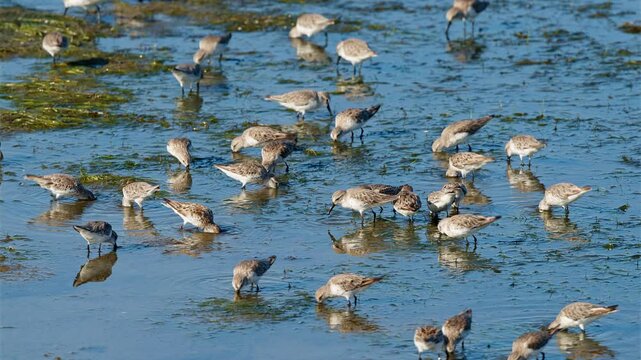 A flock of Western Sandpipers forages in shallow coastal waters, wading and probing the surface for small aquatic invertebrates