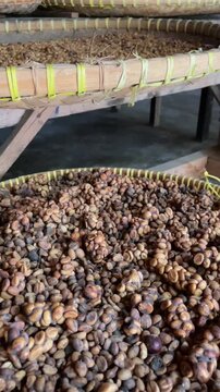 Close-up footage of civet-processed coffee cherries used in the production of Kopi Luwak in Bali, Indonesia. Detailed texture and traditional processing method.