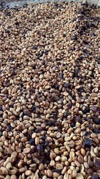 Close-up footage of civet-processed coffee cherries used in the production of Kopi Luwak in Bali, Indonesia. Detailed texture and traditional processing method.