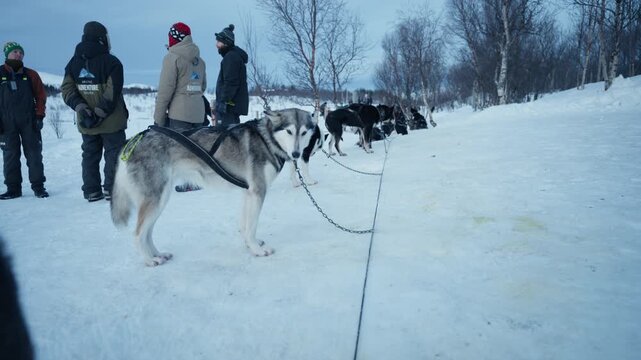 Sled dogs waiting on snowy trail with mushers preparing for ride in Arctic Norway winter