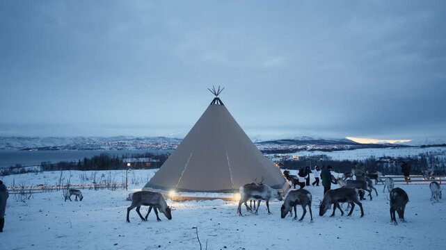 Traditional Sami lavvu surrounded by reindeer on snowy Arctic landscape in Norway