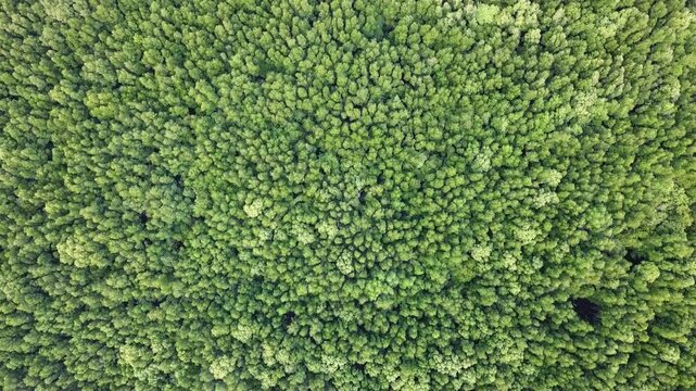 Aerial view of dense mangrove forest with lush green canopy and intricate root systems in Phang Nga, Thailand.