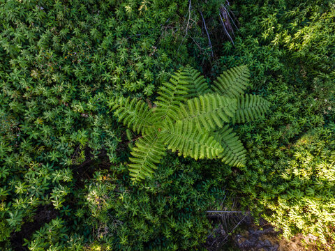 Aerial View of Fern Trees Growing Among Dense Shrubs and Undergrowth in a Tropical Forest During Morning in Baturaden, Indonesia. Lush Native Vegetation Forms a Detailed and Untouched Nature.