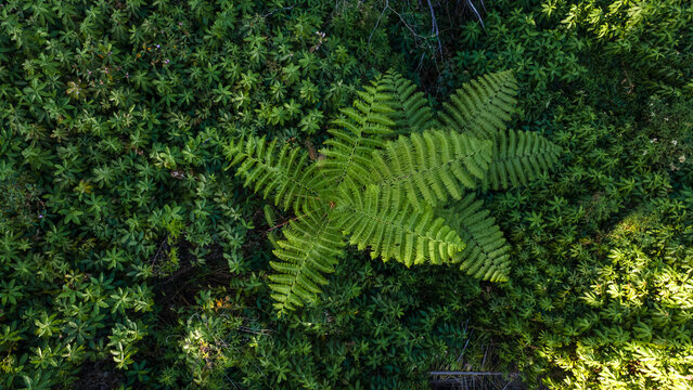 Aerial View of Fern Trees Growing Among Dense Shrubs and Undergrowth in a Tropical Forest During Morning in Baturaden, Indonesia. Lush Native Vegetation Forms a Detailed and Untouched Nature.