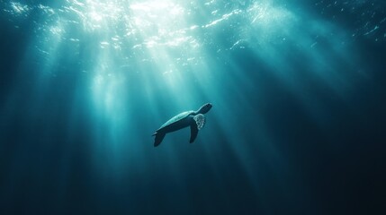 Obraz premium Dolphin swimming underwater with sunlight.