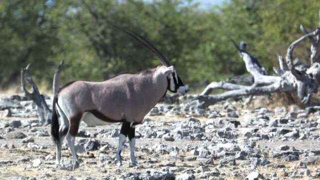 a side view tracking shot of a gemsbok walking at goas waterhole at etosha national park in namibia, africa