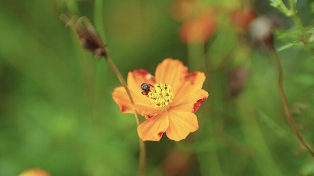Macro top-down shot of a small black stingless bee gathering nectar and pollen from the yellow pistils of a vibrant orange cosmos flower before flying away.