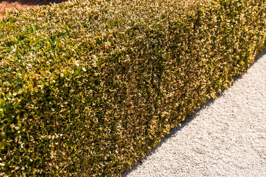Damaged boxwood hedge with yellow and dry leaves caused by box tree moth infestation, showing plant stress and pest damage in a formal garden.