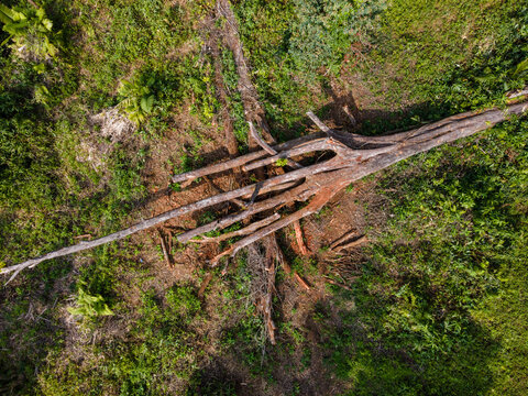 Aerial View of a Large Fallen Tree Surrounded by Dense Tropical Plants and Shrubs in an Indonesian Forest. Natural Vegetation Reclaims the Fallen Trunk, Forest Regeneration and Ecological Process.