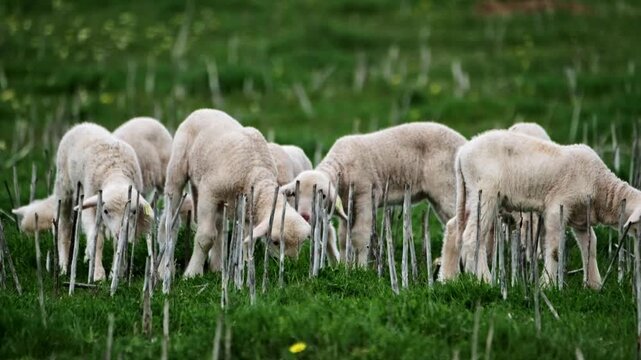 A group of baby lambs grazing on a green field