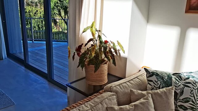 Begonia house plant with light filtering through in a living space