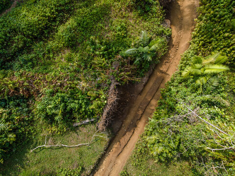 Large Uprooted Tree with Exposed Roots Lying Near an Off-Road Track in a Tropical Forest in Indonesia. Dense Vegetation, Natural Forest Debris, and the Rough Trail Reveal a Remote Wilderness.
