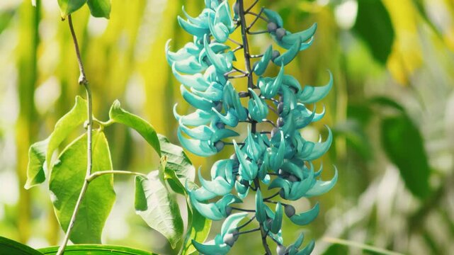 close up panning up a rare blue jade vine flower in Hawaii. Smooth video showing vibrant turquoise claw blooms with shallow depth of field against a lush tropical jungle background. 4K