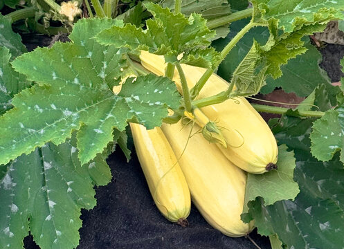 Zucchini growing on a plant in a home garden. Photo from a photo bank.
