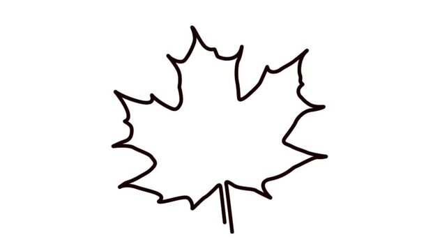 Maple leaf drawing animation sketch appearing and disappearing on white background.